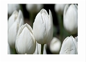 051909_1247 White Tulips